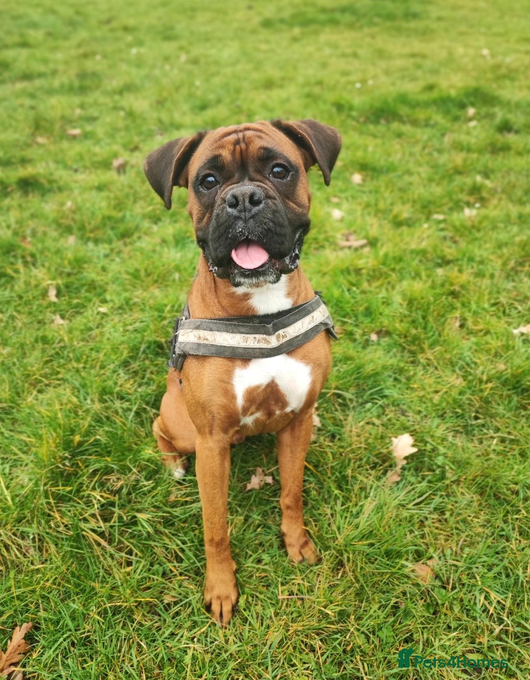 Boxer dogs for sale: Beautiful black mask bobtail/tailed boxer puppies  - Advert 5