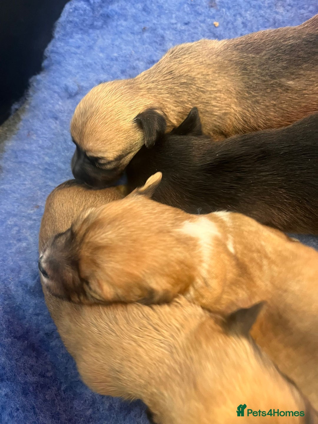 Jack Russell dogs for sale: Miniature Jack Russell’s  - Advert 9