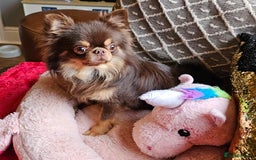 Chihuahua dogs for sale: Gorgeous Chocolate longcoat thailand import male  - Image 2