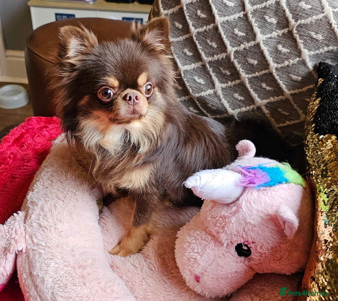 Chihuahua dogs for sale: Gorgeous Chocolate longcoat thailand import male  - Image 2