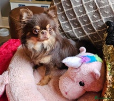 Chihuahua dogs - Advert 7