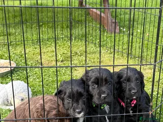 Cocker Spaniel dogs Kc registered Cocker spaniel puppies - Advert 10