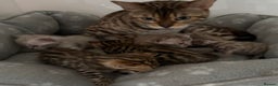 Bengal cats for sale: Stunning Tica reg Bengal kittens  - Advert 16