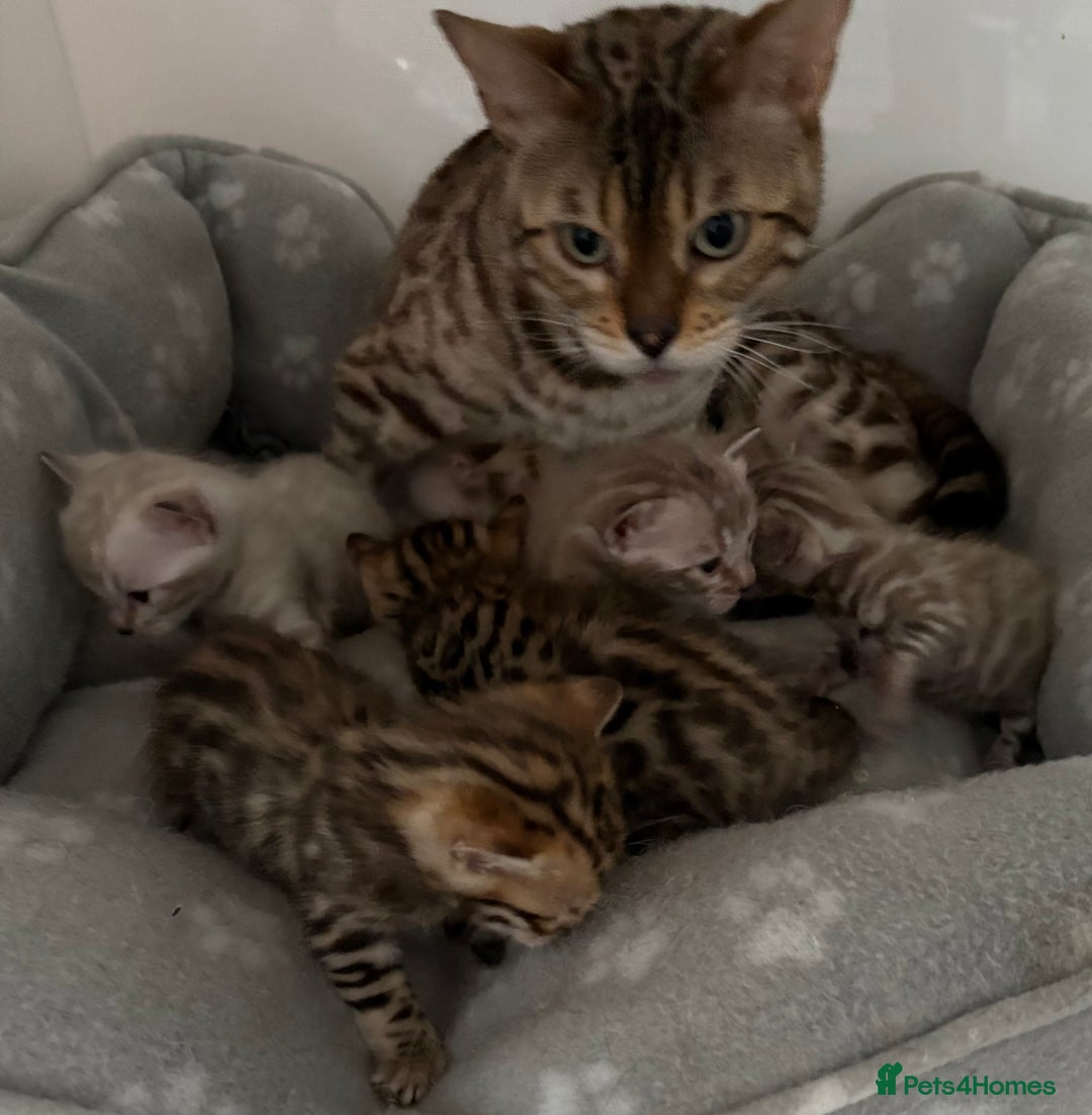 Bengal cats for sale: Stunning Tica reg Bengal kittens  - Advert 16