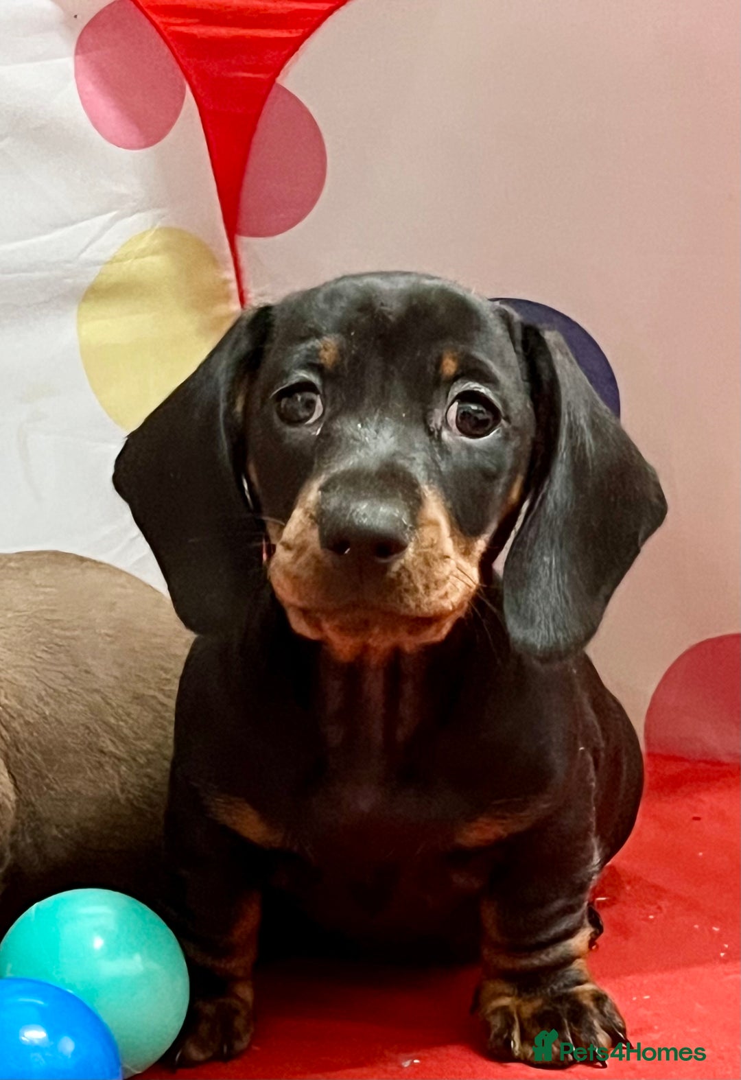 Dachshund dogs for sale: Beautiful miniature dachshund puppies  - Image 10