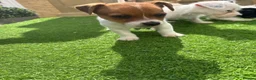 Jack Russell dogs for sale: Short legged Jack russels - Advert 5