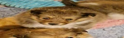 Shetland Sheepdog dogs for sale: Sable/White sheltie puppies - Advert 4