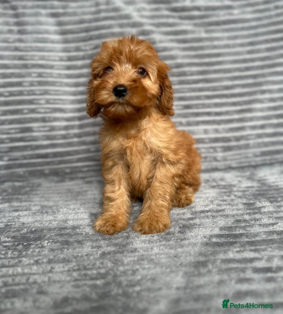 Cockapoo dogs for sale: Adorable Cockapoos looking for forever homes - Image 19