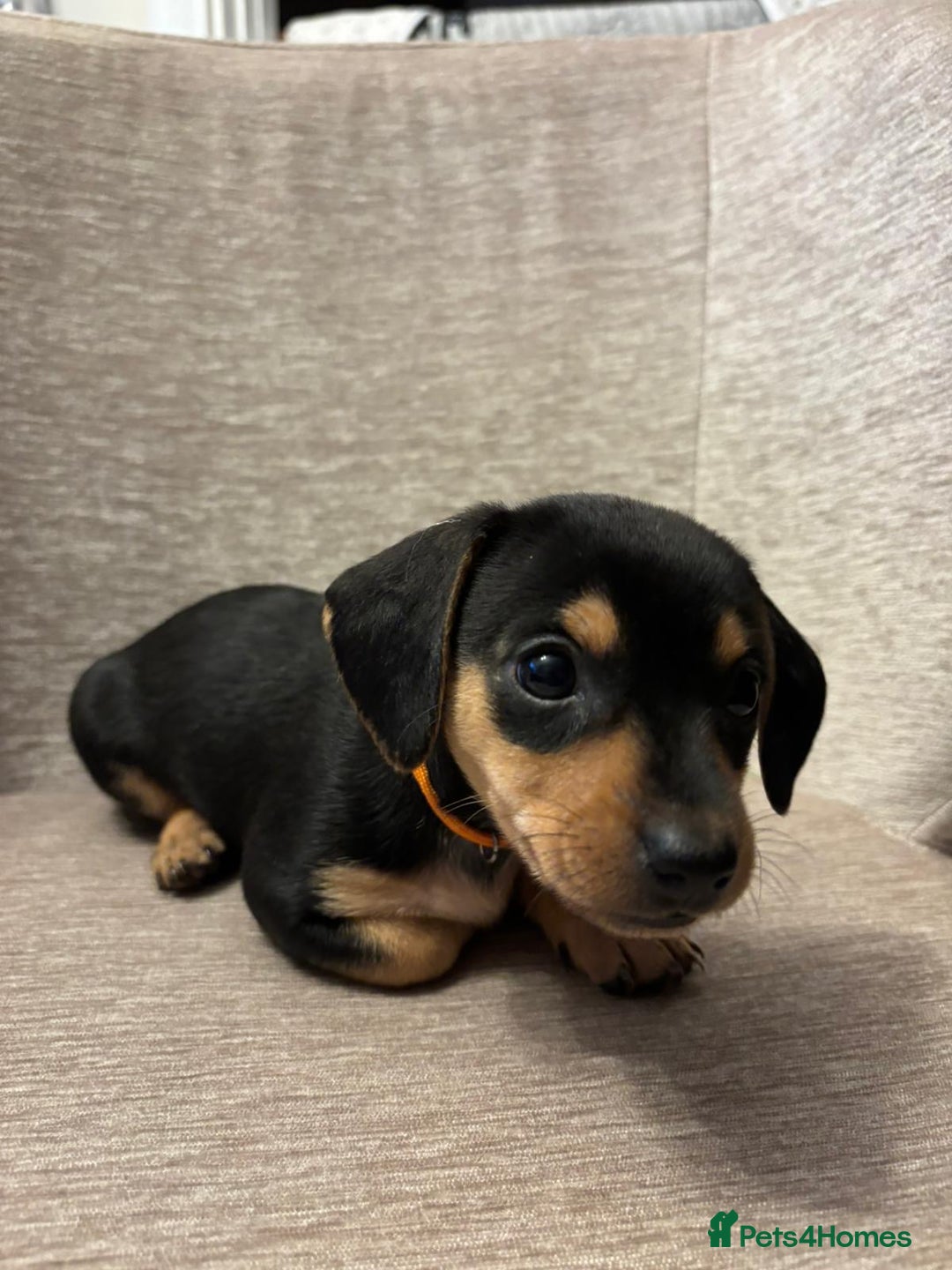 Dachshund dogs for sale: Tweenie Dachshunds  - Advert 6