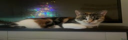 Mixed Breed cats for sale: Mixed breed kittens loving for their forever home - Advert 1