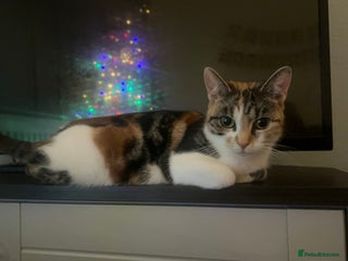 Mixed Breed cats Mixed breed kittens loving for their forever home - Advert 2