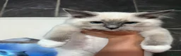 Ragdoll cats for sale: 1 MALE Blue mitted Ragdoll kitten £600 16 wks - Advert 4
