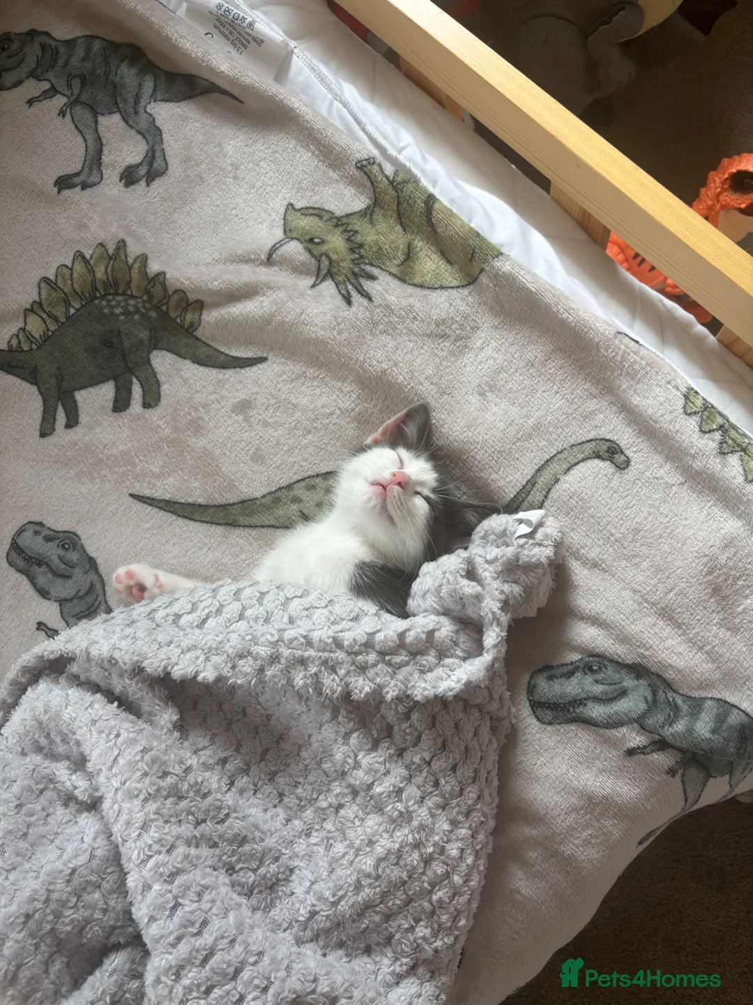 Ragdoll cats for sale: Ragdoll kitten for sale  in Loanhead - Advert 3