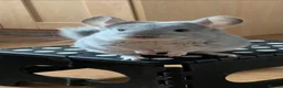 Chinchilla rodents for sale: 2 female chinchillas blue diamond beige with cage  - Advert 3