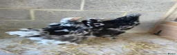 Chickens poultry for sale: Lemon peking and mottled Brahmas  - Advert 6