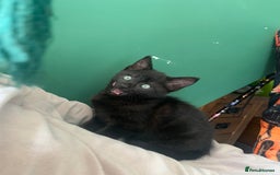 British Shorthair cats for sale: Playful girl - Image 3