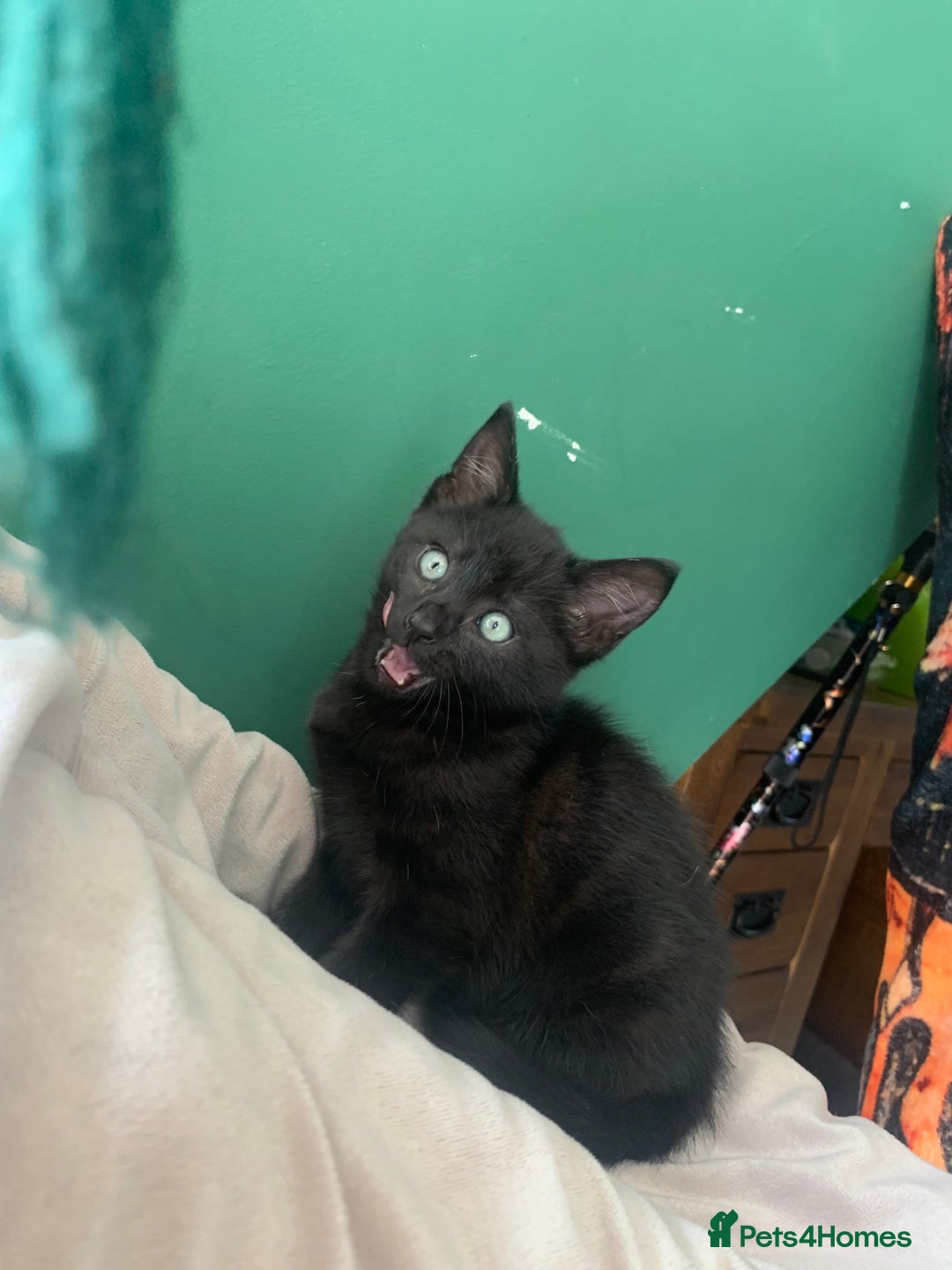 British Shorthair cats for sale: Playful girl - Image 3