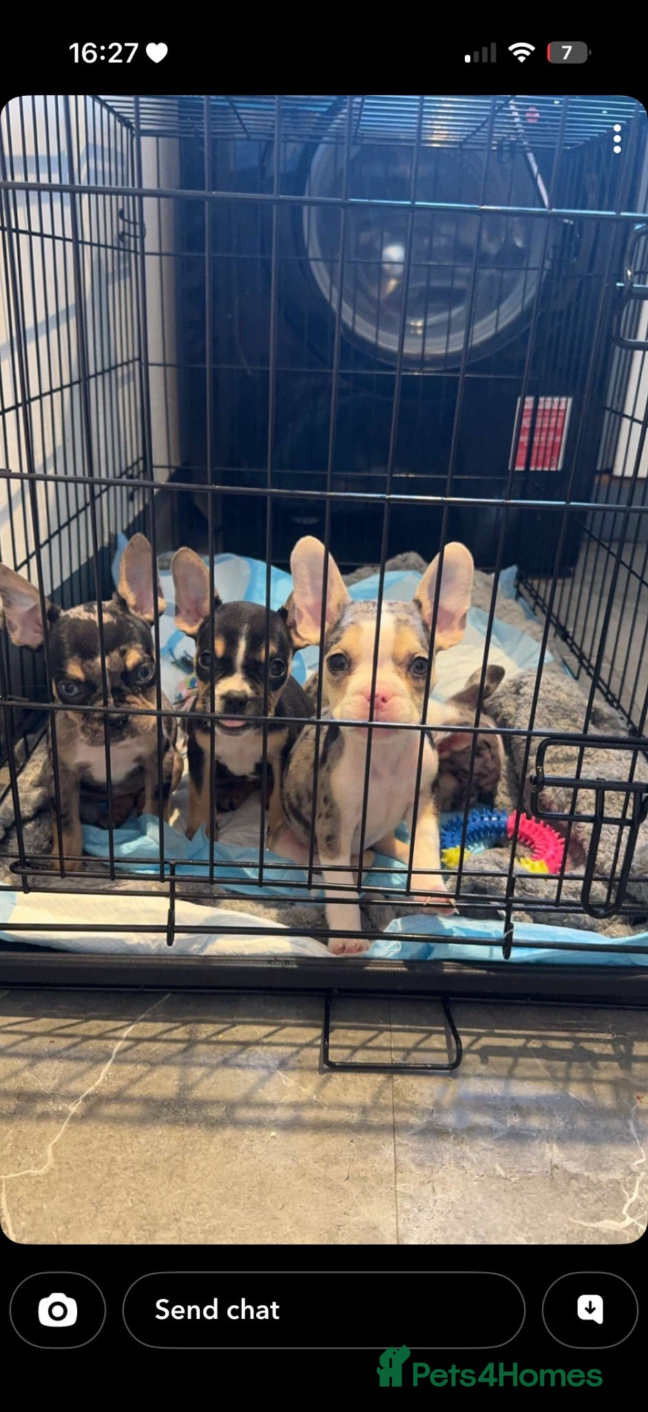 Mixed Breed dogs French bulldog cross  - Advert 15