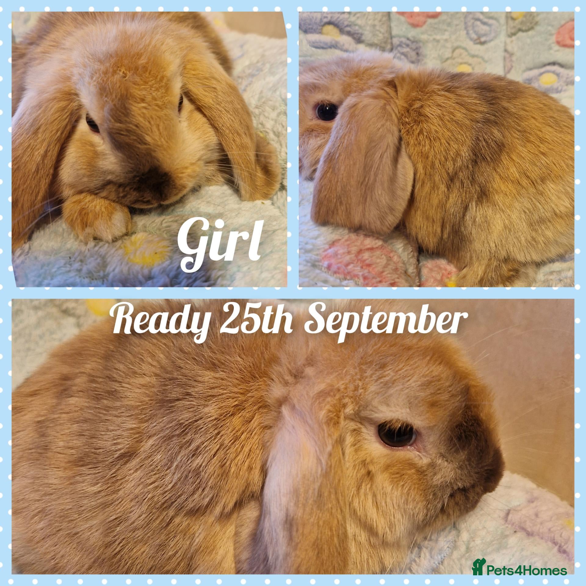 Mini Lop rabbits Mini lops  vaccinated&vet checked  - Advert 1