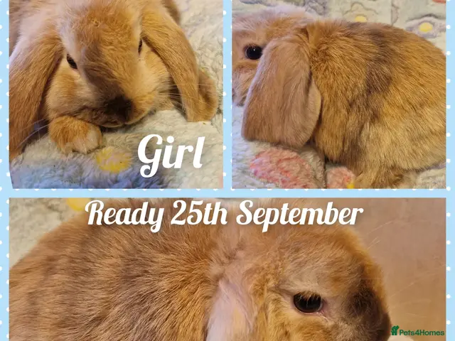 Mini Lop rabbits Mini lops vaccinated&vet checked - Advert 1