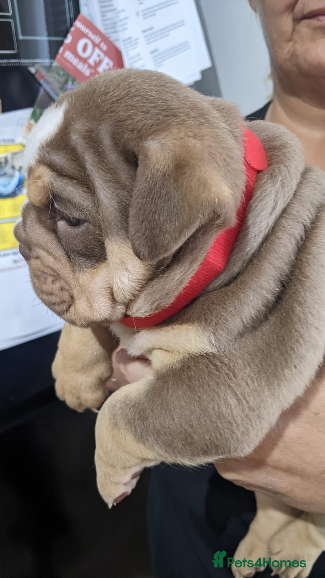 English Bulldog dogs for sale: English bull dogs  - Image 24