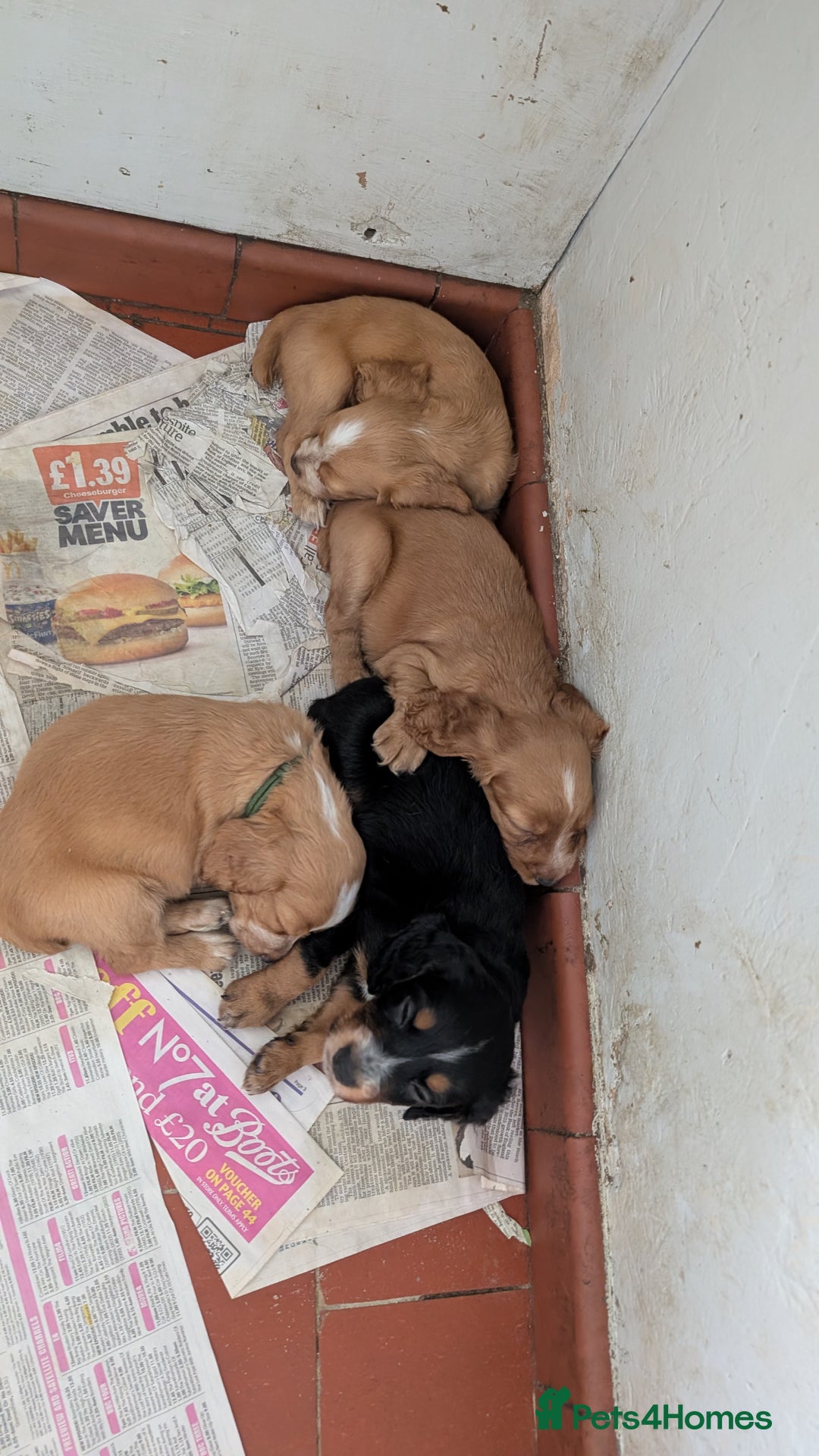 Cocker Spaniel dogs for sale: Working Cocker Spaniel Puppies  - Image 8