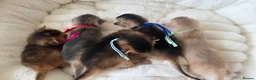 Abyssinian cats for sale: ⚜️Beautiful Abyssinian Kittens🏆 - Advert 2
