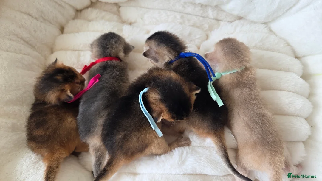 Abyssinian cats for sale: ⚜️Beautiful Abyssinian Kittens🏆 - Advert 2