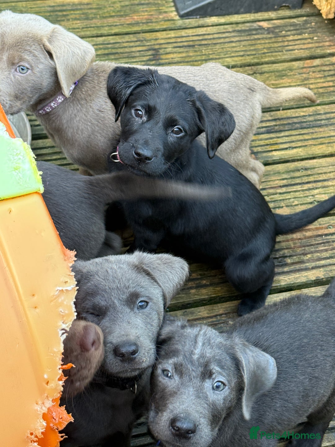 Labrador Retriever dogs for sale: Stunning Labrador puppies for sale  in Lostwithiel - Image 22
