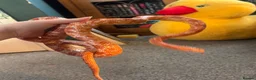 Corn Snake reptiles for sale: Corn snake with enclosure.  in South Shields - Advert 6