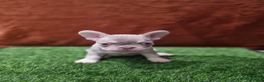 Koba
