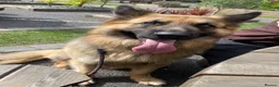 German Shepherd dogs for stud: Stunning big male German shepherd for stud  - Advert 4