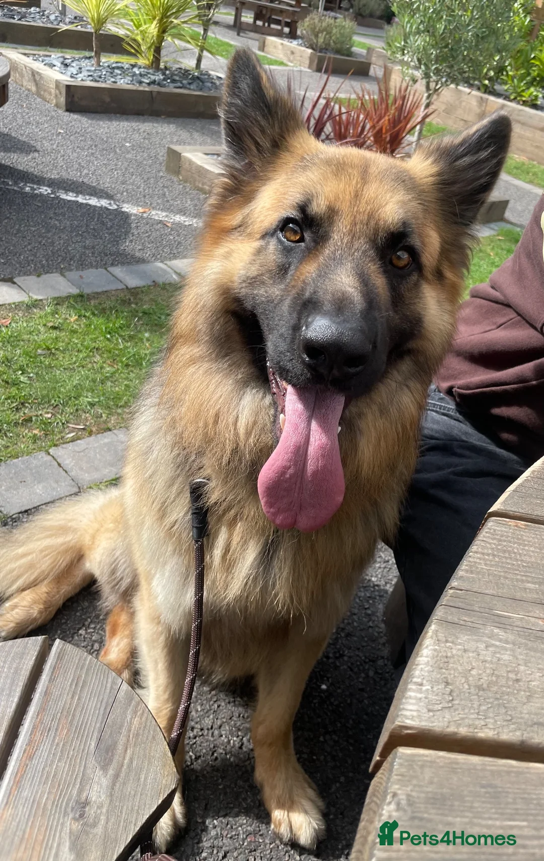 German Shepherd dogs for stud: Stunning big male German shepherd for stud  - Advert 4