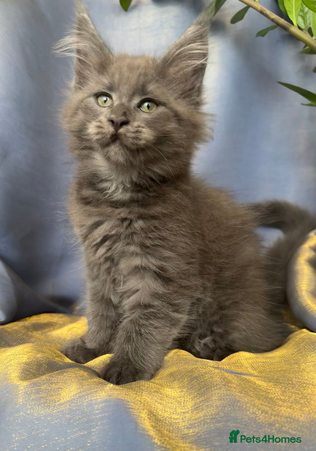 Maine Coon cats for sale: Champions- Bloodline Purebred Maine Coon Kittens  - Advert 22