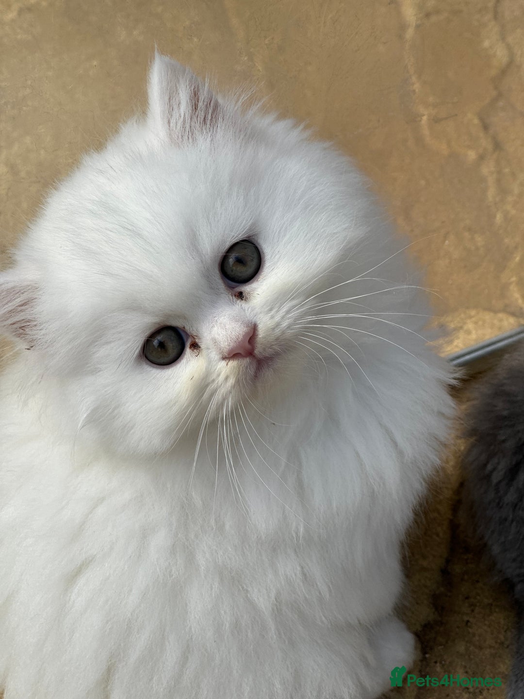 British Shorthair cats for sale: Blue British Shorthair GCCF - Image 7