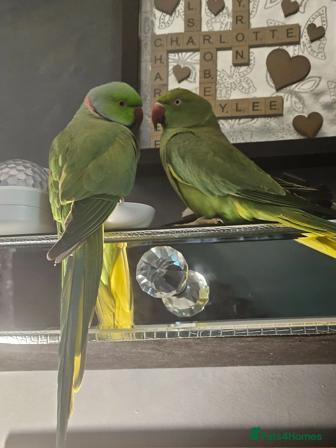 Parakeets birds for sale: Pair of Indian ringneck parrakeets in Sheffield - Advert 2
