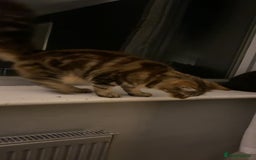 Maine Coon cats for sale: Main coon cross bengal  - Image 3