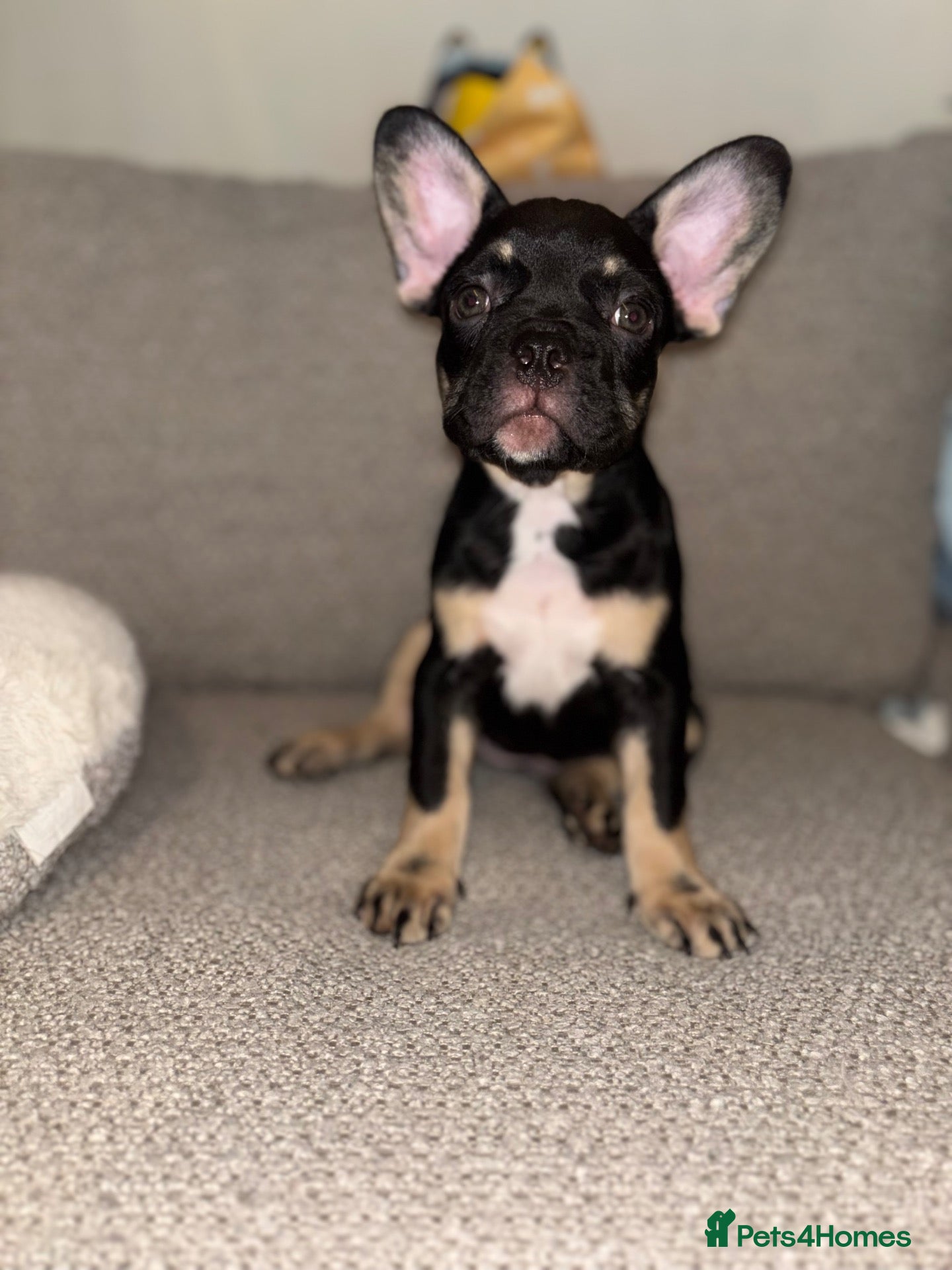 French Bulldog dogs Last fluffy gene frenchie girl - Advert 12