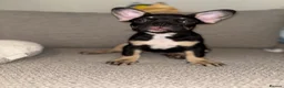 French Bulldog dogs for sale: Fluffy Gene French Bulldogs  in Glasgow - Advert 5