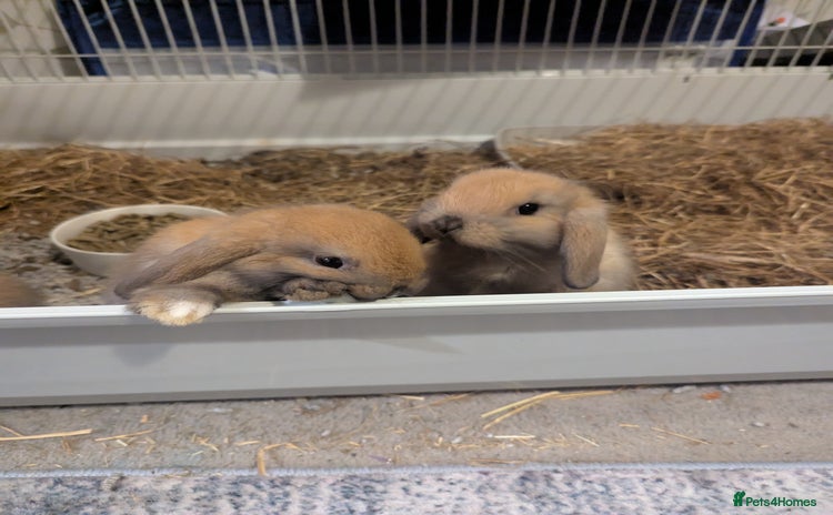 Mini Lop rabbits - Advert 16