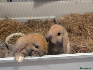 Mini Lop rabbits - Advert 8