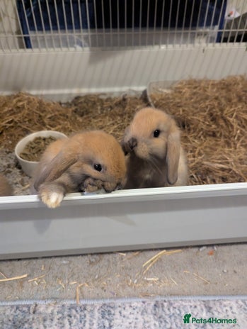 Mini Lop rabbits - Advert 3