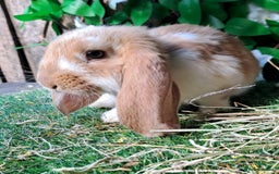 French Lop rabbits for sale: Giant French Lop Planned Litters - Vaccinated   - Image 9