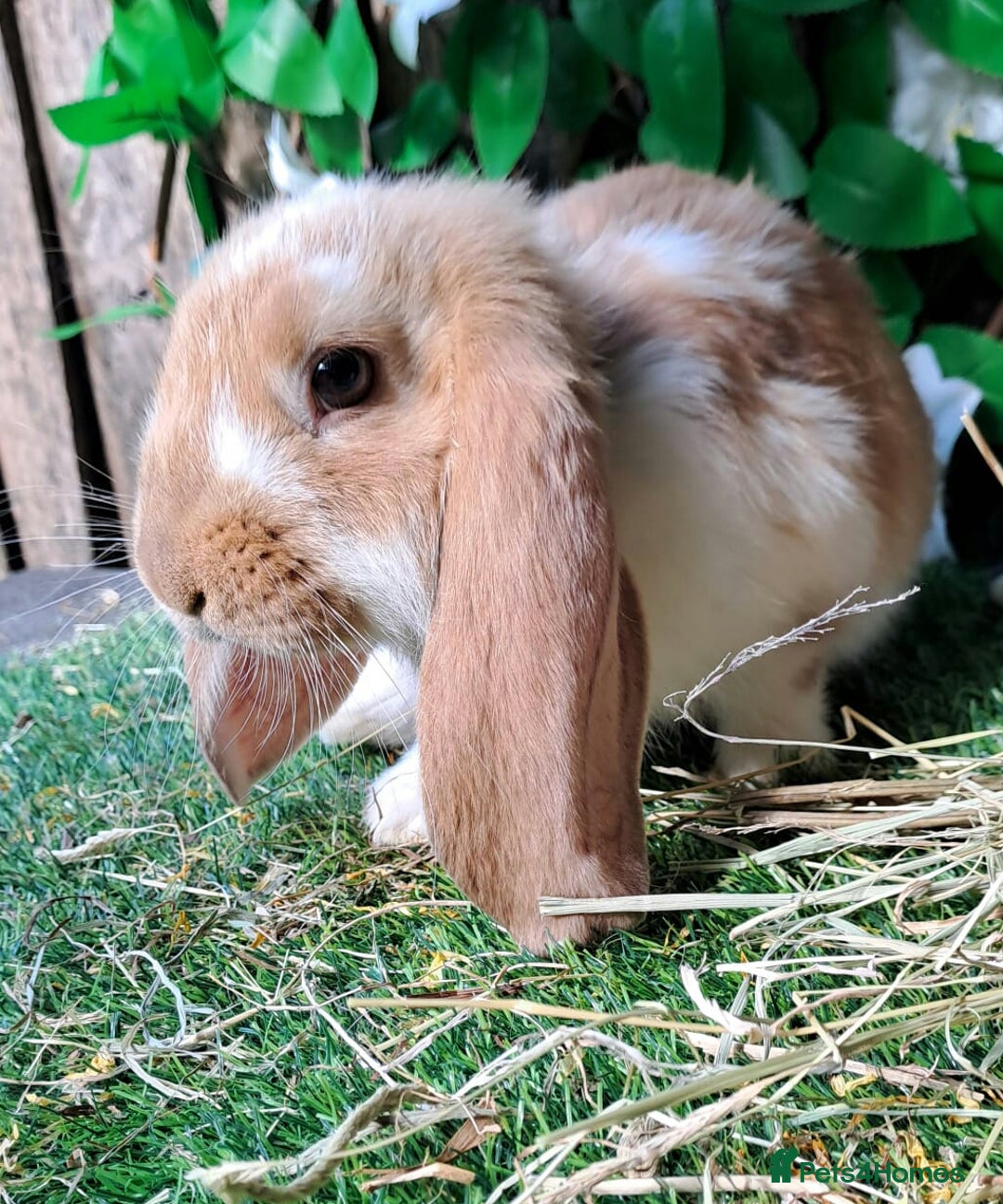 French Lop rabbits for sale: Giant French Lop Planned Litters - Vaccinated   - Image 9