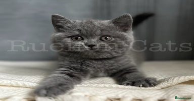 British Shorthair cats - Advert 15