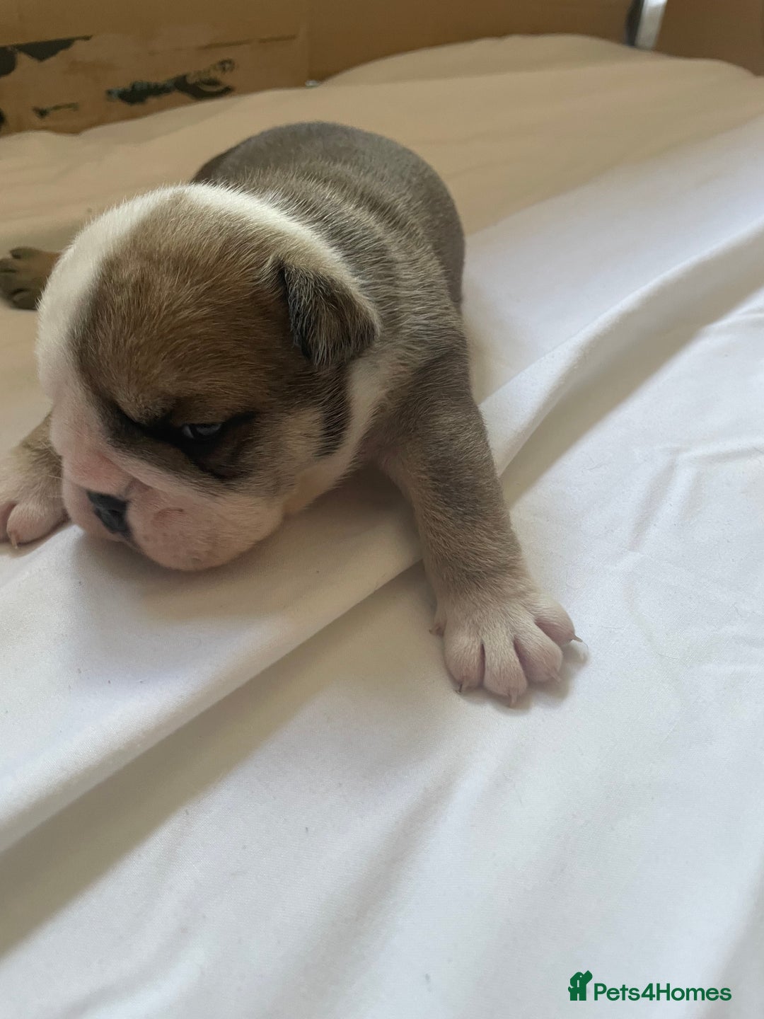 English Bulldog dogs for sale: 4 KC English Bulldog Puppies  - Image 18