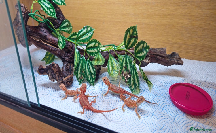 Bearded Dragon reptiles - Advert 9