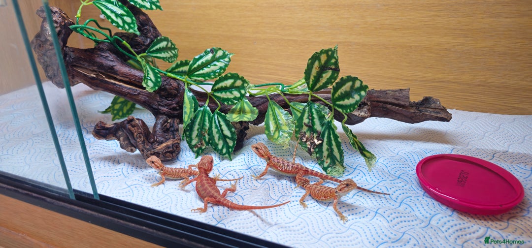 Bearded Dragon reptiles for sale: Red Bearded Dragons  - Image 1