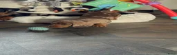 Miniature Dachshund dogs for sale: 2 super cute  dachshund babies   in Mirfield - Advert 11