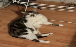 Domestic Shorthair cats for sale: Price  - Image 2